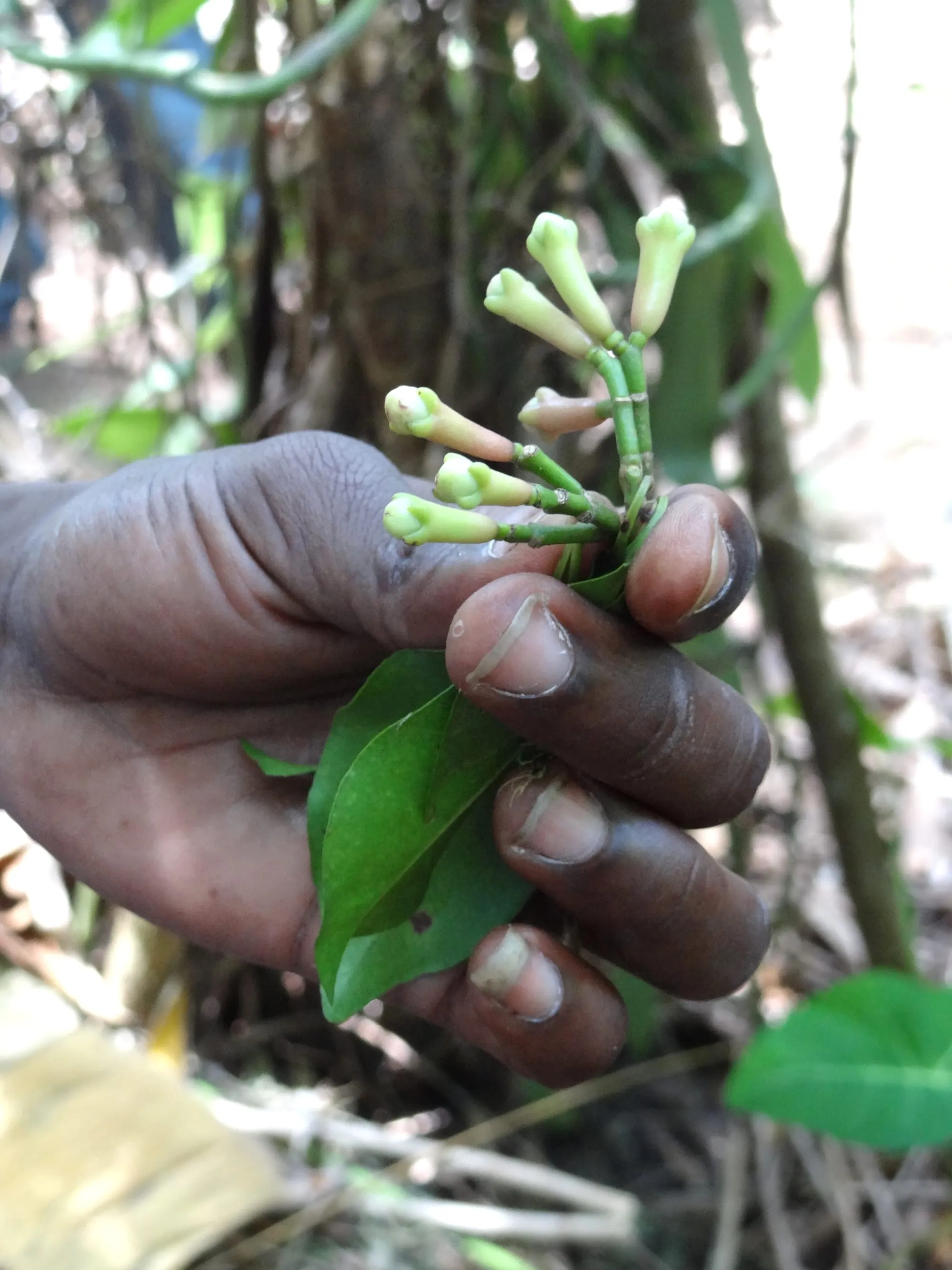 Kuncup cengkih segar di tangan petani