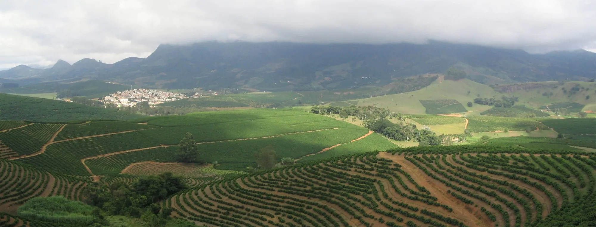Hamparan kebun kopi di dataran tinggi berkabut