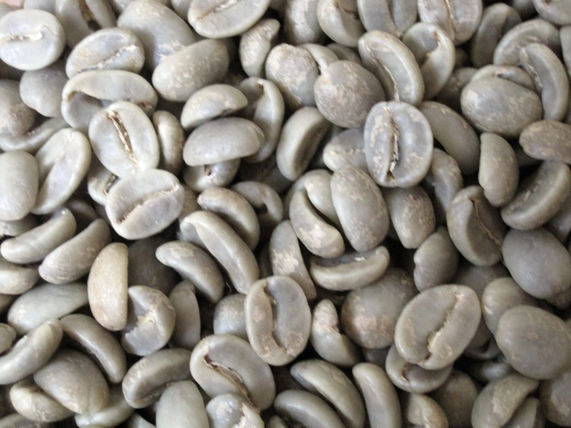 Biji kopi hijau Gayo semi-washed