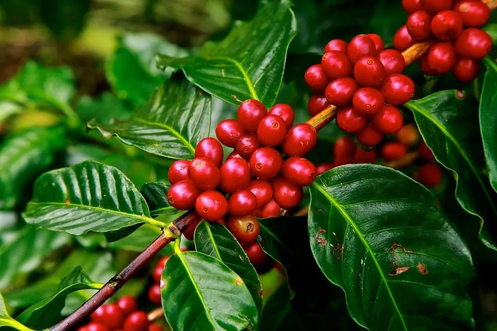Kopi dari tanahvulkanik Gayo.